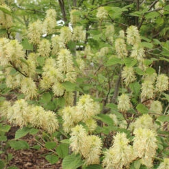 Dwarf Fothergilla -Perennials Store dwarf fothergilla 2