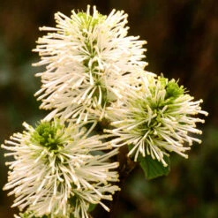 Dwarf Fothergilla -Perennials Store dwarf fothergilla 3