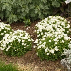 Mini Marvels™ Starbright Bellflower -Perennials Store e3db643294764818d181f5553fae1f33