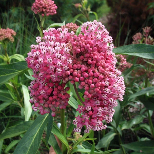 'Cinderella' Swamp Milkweed 6 'Cinderella' Swamp Milkweed - Image 4