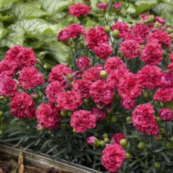 Fruit Punch® 'Raspberry Ruffles' Dianthus 9 Fruit Punch® 'Raspberry Ruffles' Dianthus -Perennials Store e87edf696373a284d9438c94dccc133f