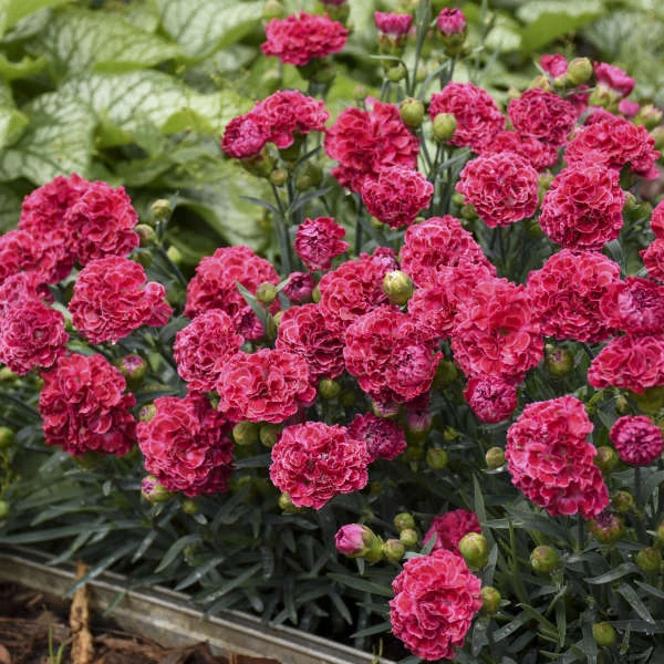 Fruit Punch® 'Raspberry Ruffles' Dianthus 5 Fruit Punch® 'Raspberry Ruffles' Dianthus - Image 3