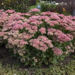 Perennials Store 57 'Autumn Joy' Stonecrop