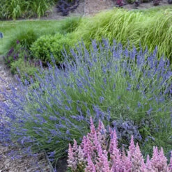 Phenomenal® Lavender -Perennials Store ea80d145310cf341f233116bf762121f