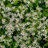 'Eastern Star' White Wood Aster -Perennials Store eastern star1