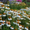 PowWow® White Coneflower -Perennials Store echinacea pow wow white 1