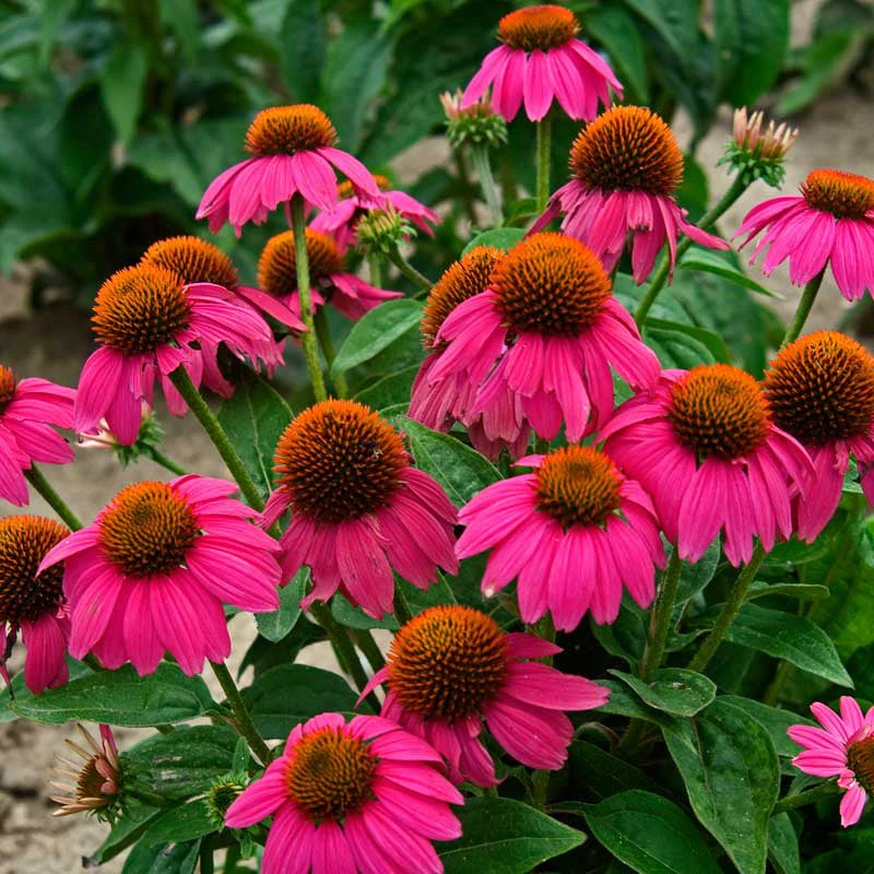PowWow® Wild Berry Coneflower 3 PowWow® Wild Berry Coneflower