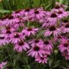 'Purple Emperor' Coneflower -Perennials Store echinacea purple emperor 1
