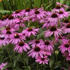 'Purple Emperor' Coneflower
