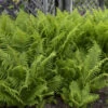 Ostrich Fern -Perennials Store edcabb402c38f262b74af1760e3ef7e3