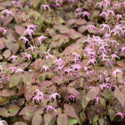 'Pretty In Pink' Barrenwort -Perennials Store epimedium barrenwort prettyinpink 2