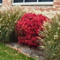 'Compactus' Burning Bush -Perennials Store euonymus alatus compactus burning bush 3 sw