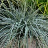 EverColor® 'Everest' Sedge 2 EverColor® 'Everest' Sedge -Perennials Store evercolor everest sedge 1