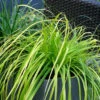 EverColor® 'Everillo' Sedge -Perennials Store evercolor everillo sedge 1