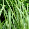 EverColor® 'Everlime' Sedge -Perennials Store evercolor everlime sedge 1