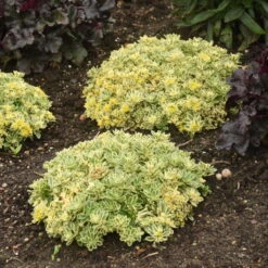 Rock 'N Low® 'Boogie Woogie' Stonecrop -Perennials Store f024e42c42e5615e78b9e1e35acfbd6a