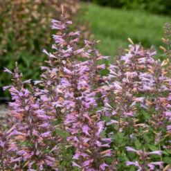 'Pinky Pie' Hummingbird Mint -Perennials Store f2f1c2fc50bc64d7be86982ee7cee683