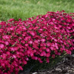 'Paint The Town Red' Dianthus -Perennials Store f31612abc365d0ce0888b4d99c0daf25