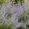 Russian Sage