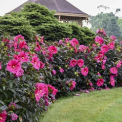 Summerific® 'Evening Rose' Perennial Hibiscus 11 Summerific® 'Evening Rose' Perennial Hibiscus -Perennials Store f6cc1b603dde715f531c36cdecf30684