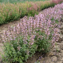 'Pinky Pie' Hummingbird Mint -Perennials Store f8d5c6be980529a34d3d82da4ae516b6