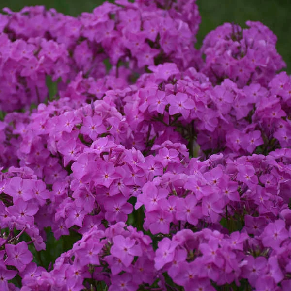 'Opening Act Ultrapink' Hybrid Phlox 5 'Opening Act Ultrapink' Hybrid Phlox - Image 3