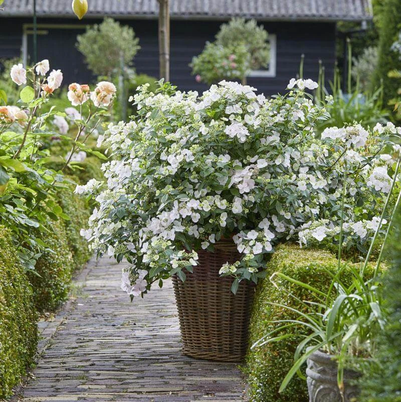 Fairytrail Bride™ Cascade Hydrangea™ 4 Fairytrail Bride™ Cascade Hydrangea™ - Image 2