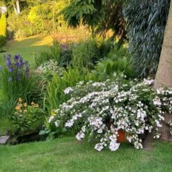 Fairytrail Bride™ Cascade Hydrangea™ 11 Fairytrail Bride™ Cascade Hydrangea™ -Perennials Store fairytrail bride cascading hydrangea 3 sw