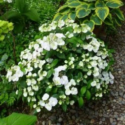 Fairytrail Bride™ Cascade Hydrangea™ 10 Fairytrail Bride™ Cascade Hydrangea™ -Perennials Store fairytrail bride cascading hydrangea 4 sw