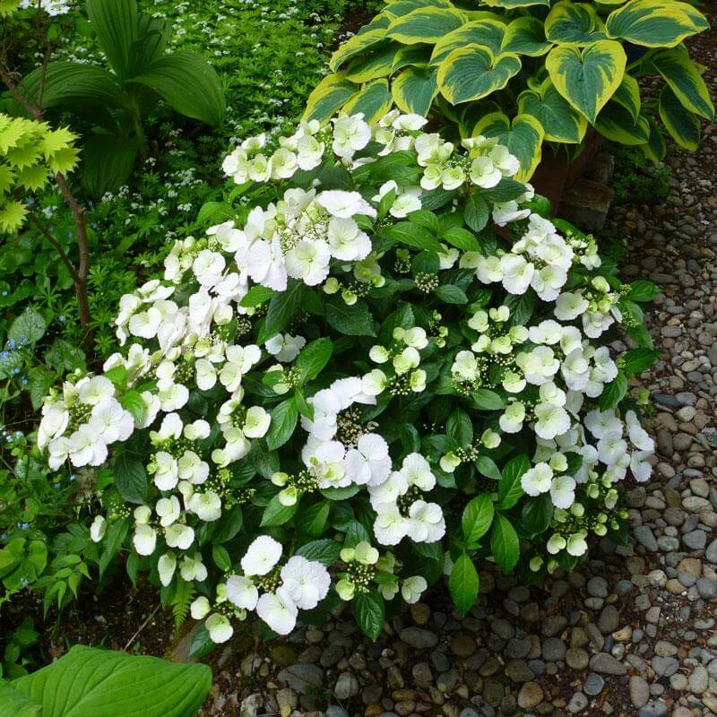 Fairytrail Bride™ Cascade Hydrangea™ 5 Fairytrail Bride™ Cascade Hydrangea™ - Image 3