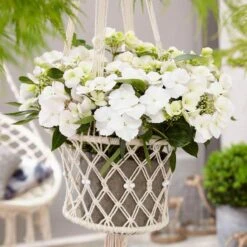 Fairytrail Bride™ Cascade Hydrangea™ 12 Fairytrail Bride™ Cascade Hydrangea™ -Perennials Store fairytrail bride cascading hydrangea 5 sw