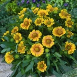 'Arizona Apricot' Blanket Flower -Perennials Store fc49797d81d329fb48f92c05d632a479