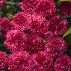 Fruit Punch® 'Raspberry Ruffles' Dianthus 10 Fruit Punch® 'Raspberry Ruffles' Dianthus -Perennials Store fd97f530b14e3eea63e016fcf12ade4b