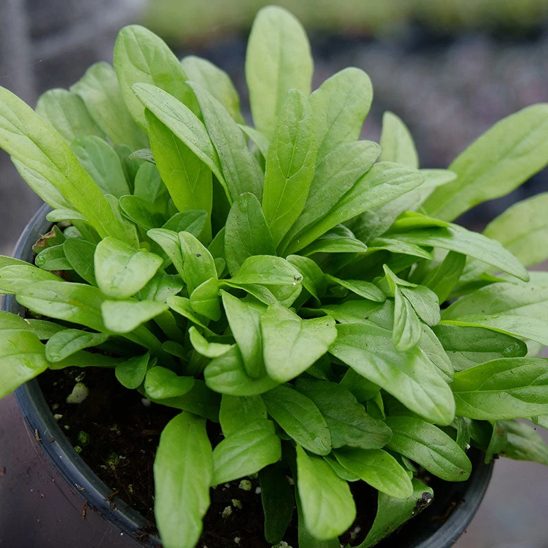 Feathered Friends™ 'Cordial Canary' Bugleweed 6 Feathered Friends™ 'Cordial Canary' Bugleweed - Image 4