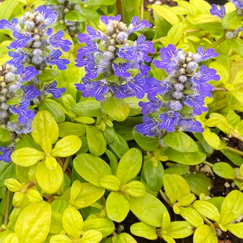 Feathered Friends™ 'Cordial Canary' Bugleweed 3 Feathered Friends™ 'Cordial Canary' Bugleweed