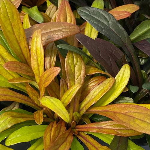 Feathered Friends™ 'Fancy Finch' Bugleweed 4 Feathered Friends™ 'Fancy Finch' Bugleweed - Image 2