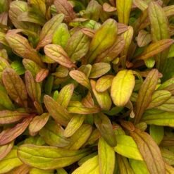 Feathered Friends™ 'Fancy Finch' Bugleweed 8 Feathered Friends™ 'Fancy Finch' Bugleweed -Perennials Store feathered friends fancy finch bugleweed 2