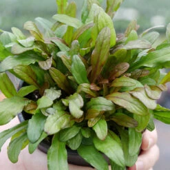 Feathered Friends™ 'Fancy Finch' Bugleweed 9 Feathered Friends™ 'Fancy Finch' Bugleweed -Perennials Store feathered friends fancy finch bugleweed 3