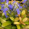 Feathered Friends™ 'Fancy Finch' Bugleweed 1 Feathered Friends™ 'Fancy Finch' Bugleweed -Perennials Store feathered friends fancy finch bugleweed 4