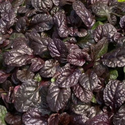 Feathered Friends™ 'Fierce Falcon' Bugleweed -Perennials Store feathered friends fierce falcon bugleweed 1