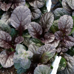 Feathered Friends™ 'Fierce Falcon' Bugleweed -Perennials Store feathered friends fierce falcon bugleweed 3