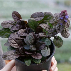 Feathered Friends™ 'Fierce Falcon' Bugleweed