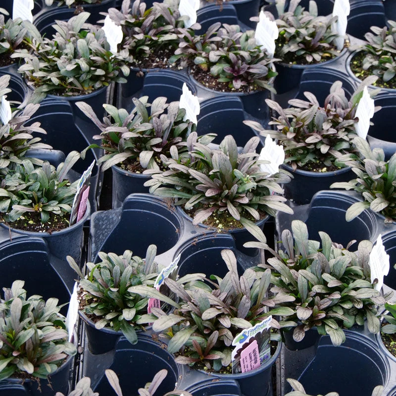 Feathered Friends™ 'Noble Nightingale' Bugleweed 4 Feathered Friends™ 'Noble Nightingale' Bugleweed - Image 2