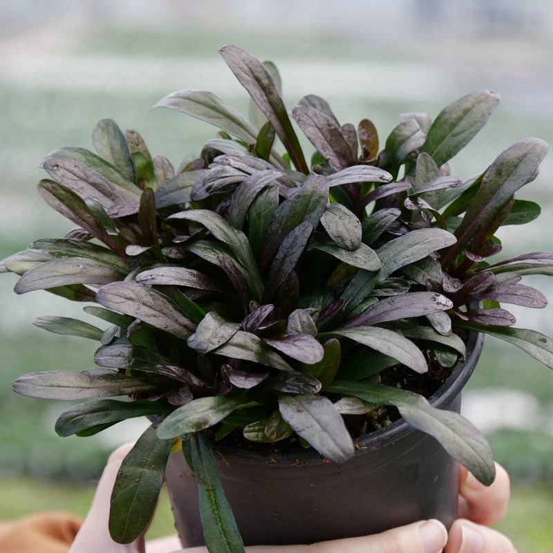 Feathered Friends™ 'Noble Nightingale' Bugleweed 3 Feathered Friends™ 'Noble Nightingale' Bugleweed