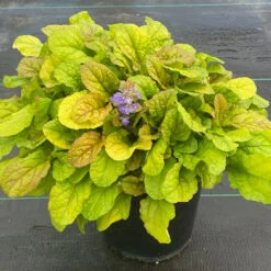 Feathered Friends™ 'Parrot Paradise' Bugleweed -Perennials Store feathered friends parrot paradise bugleweed 1