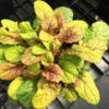Feathered Friends™ 'Parrot Paradise' Bugleweed -Perennials Store feathered friends parrot paradise bugleweed 2