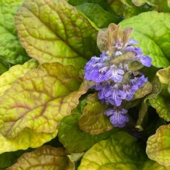 Feathered Friends™ 'Parrot Paradise' Bugleweed -Perennials Store feathered friends parrot paradise bugleweed 3