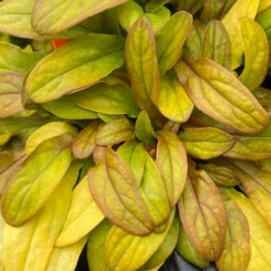 Feathered Friends™ 'Petite Parakeet' Bugleweed -Perennials Store feathered friends petite parakeet bugleweed 1