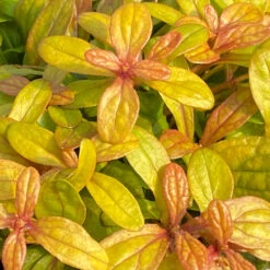 Feathered Friends⢠'Petite Parakeet' Bugleweed