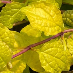 Feathered Friends™ 'Tropical Toucan' Bugleweed -Perennials Store feathered friends tropical toucan bugleweed 1